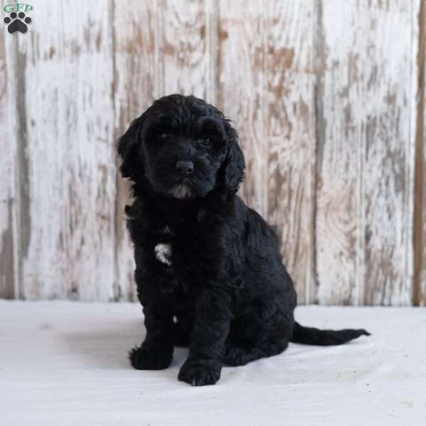 Holly, Mini Labradoodle Puppy